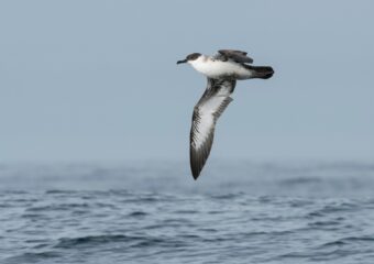 Zeevogels en Walvissen in Zuidwest-Ierland