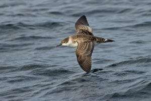 Grote pijlstormvogel"