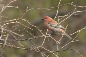 Vogels kijken in Finland en Varanger