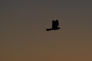 Nachtzwaluw Drenthe