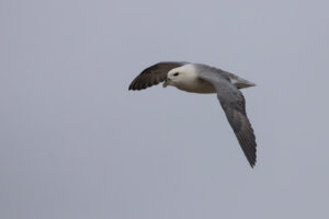 Noordse stormvogel"