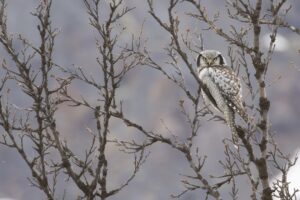 Vogels kijken in Finland en Varanger