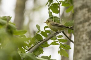 Spotvogel
