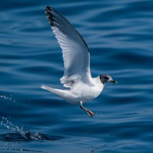 Vorkstaartmeeuw zee-vogelen in Noordwest Spanje