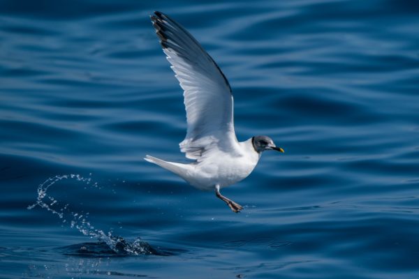 Vorkstaartmeeuw zee-vogelen in Noordwest Spanje