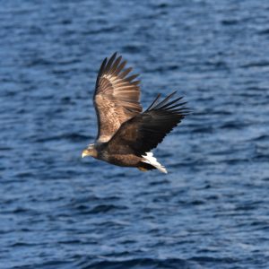 Zeearend vogelen langs de Oder en in Westhavelland