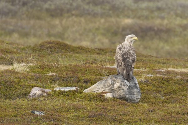 Zeearend zittend op een steen vogels kijken in Finland en Varanger