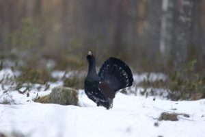 Auerhoen vogels kijken in Finland en Varanger