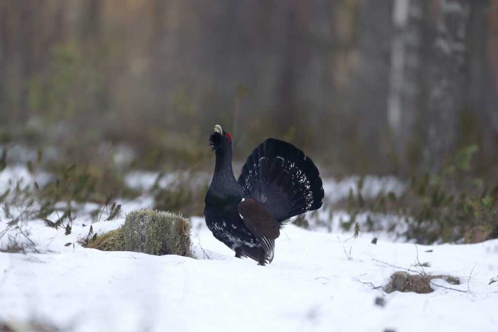 Vogels kijken in Finland en Varanger
