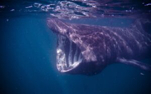 Basking shark - Reuzenhaai