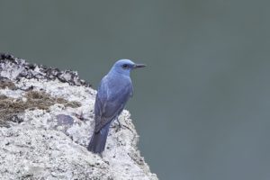 Blauwe rotslijster