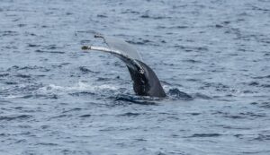 Bultrug staart - Humpback whale tail