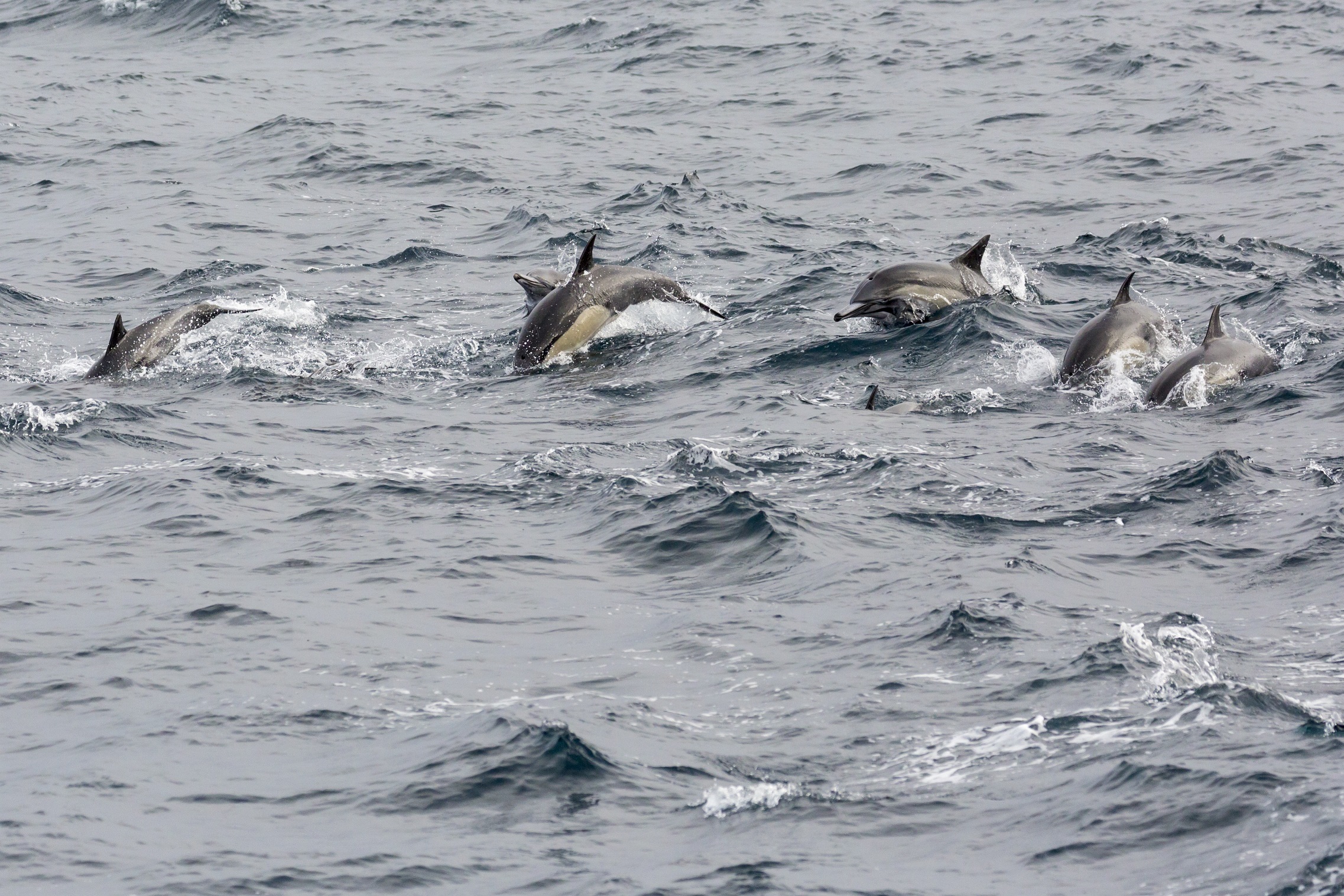 Gewone dolfijnen Zee-vogelen in het zuiden van Ierland