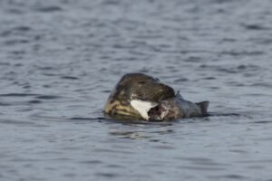 Grey seal with fish