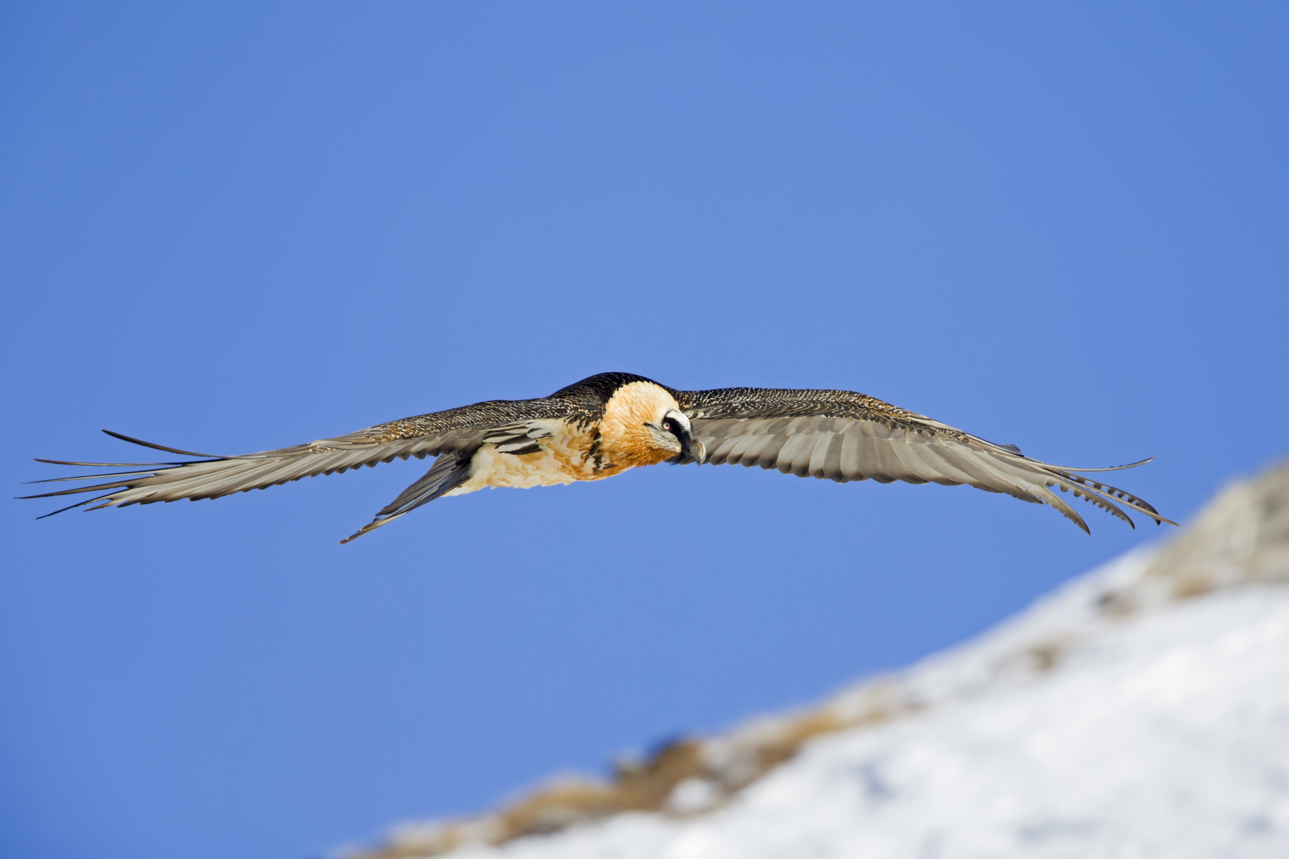 Lammergier fotografiereis Alpenvogels