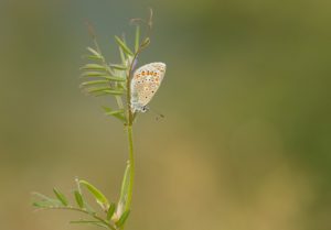 Icarusblauwtje natuurexcursie op Goeree- voorjaar