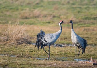 Natuurexcursie in Drenthe