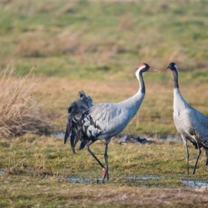 Natuurexcursie in Drenthe