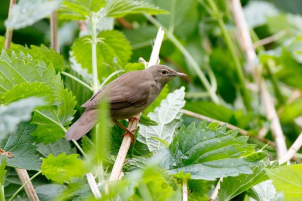 Krekelzanger vogelen langs de Oderdelta en in Westhavelland