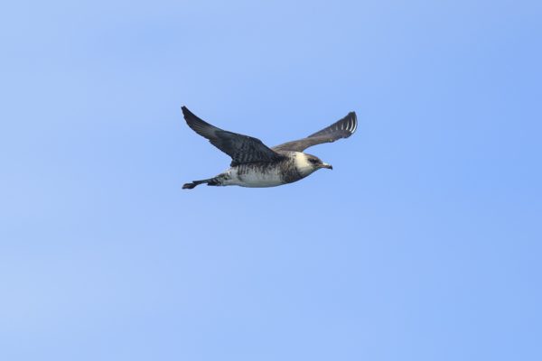 Middelste jager zee vogelen in het zuiden van Ierland
