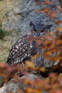 Oehoe, Spechten in Nationaal Landschap Winterswijk