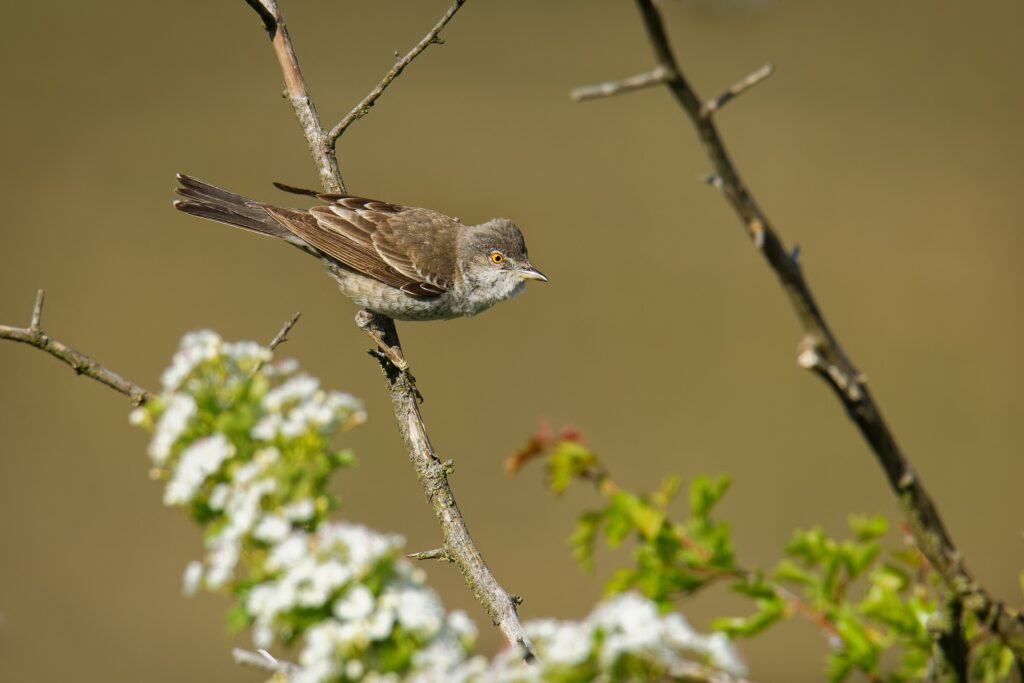 Vogelreis Oderdelta en Brandenburg