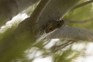 Cicade op een boomstam Mallorca