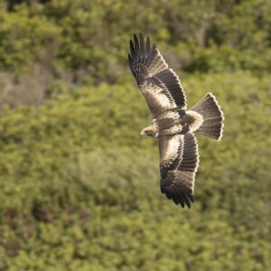 Vogelreis Mallorca