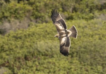 Vogelreis Mallorca