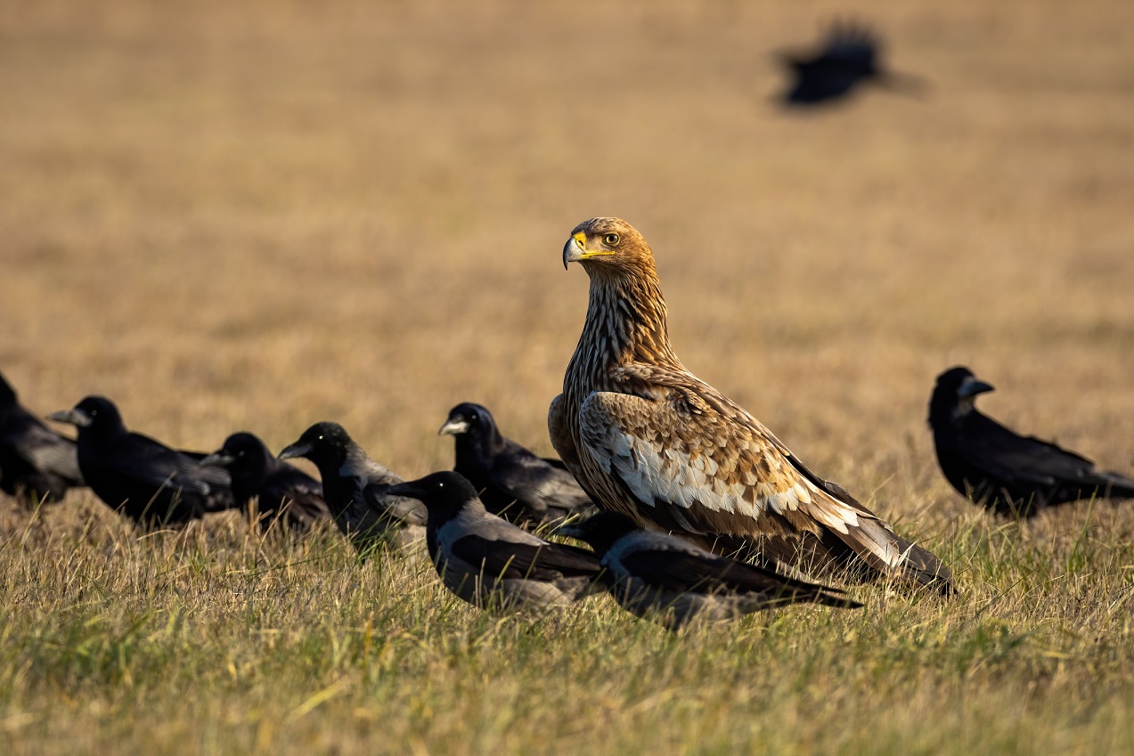 Keizerarend en kraaien in een veld