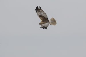 Bruine kiekendief weidevogelfietstour polder Biert