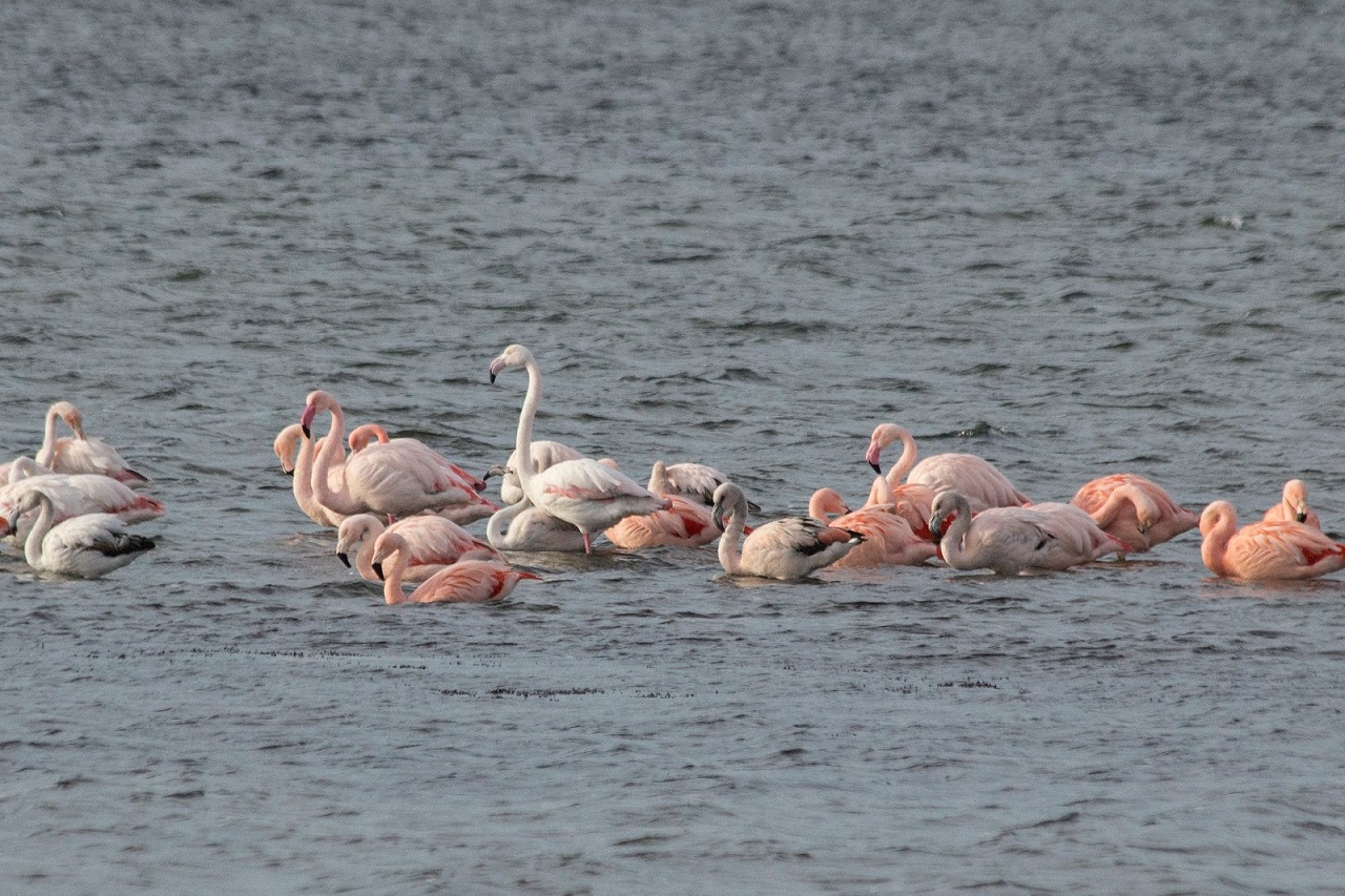 Flamingo's blog jagende zeearenden