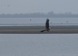 Zeearend, blog Buizerd is bijna het haasje