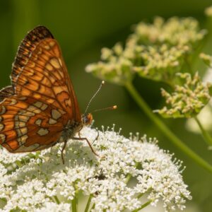 Vlinders en Libellen in Zuid-Duitsland