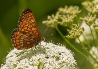 Vlinders en Libellen in Zuid-Duitsland