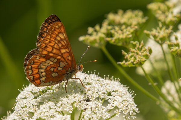 Vlinders en Libellen in Zuid-Duitsland