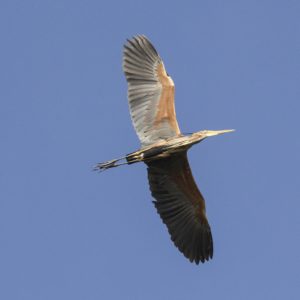 Purperreiger vliegend vogelexcursie in de Zouweboezem