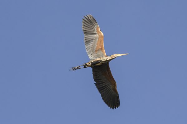 Purperreiger vliegend vogelexcursie in de Zouweboezem