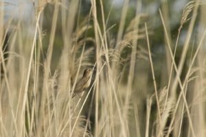 Snor vogelexcursie in de Zouweboezem