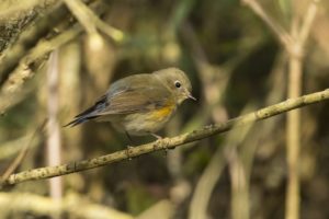 Blauwstaart natuur op Voorne Putten
