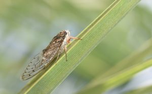 Cicade Les Alpilles zomereditie