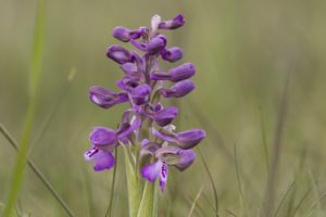 Harlekijn orchidee natuur op voorne putten