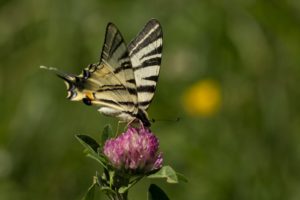 Koningspage vlinderen in de Viroinvallei