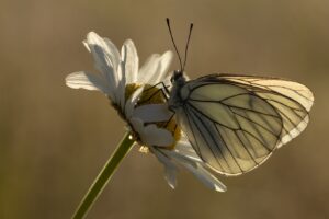 Vlinderen in de Viroinvallei