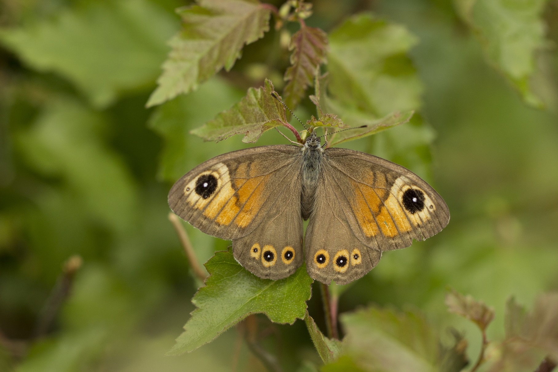 Rotsvlinder vlinderen in de Viroinvallei