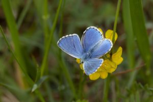 Adonisblauwtje vlinderen in de Viroinvallei