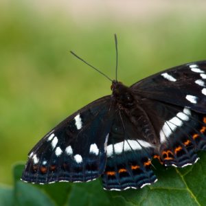 Grote IJsvogelvlinder Vlinderen in de Viroinvallei