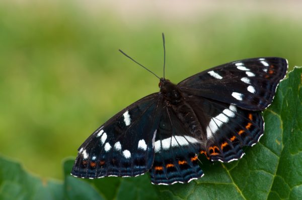 Grote IJsvogelvlinder Vlinderen in de Viroinvallei