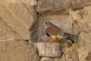 Kleine Torenvalk man Vogelreis: Voorjaar in Extremadura
