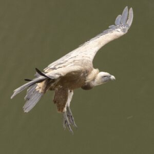 vogelreis: Voorjaar in Extremadura | Vale gier in vlucht